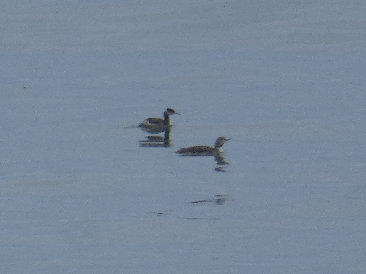 Red-necked Grebe - ML613969505