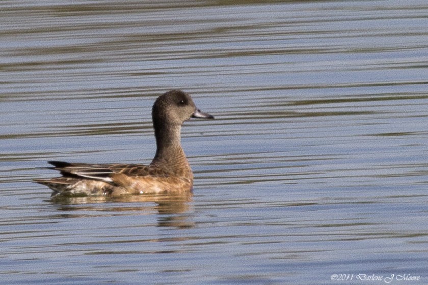 American Wigeon - Darlene J McNeil