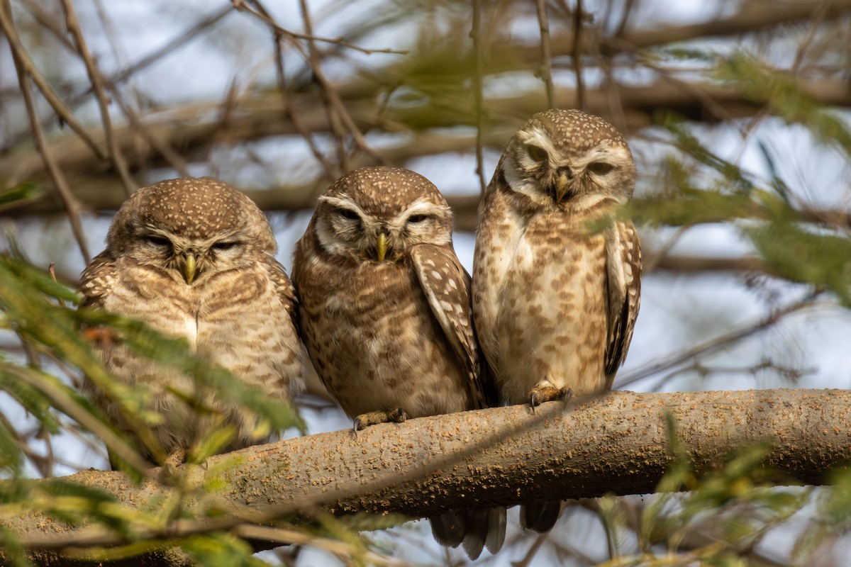 Spotted Owlet - ML613969532