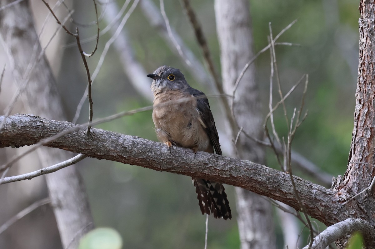 Fan-tailed Cuckoo - ML613969578