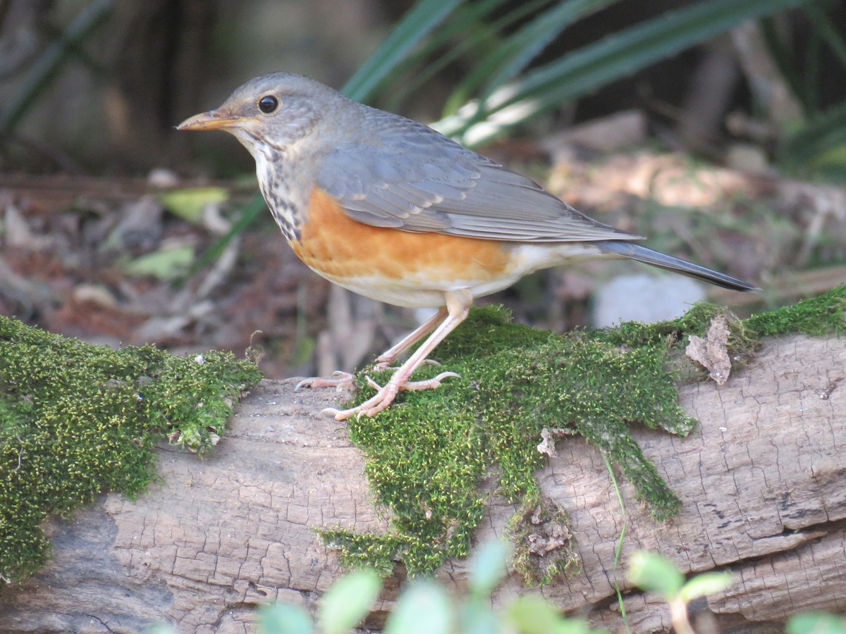 Gray-backed Thrush - ML613969593