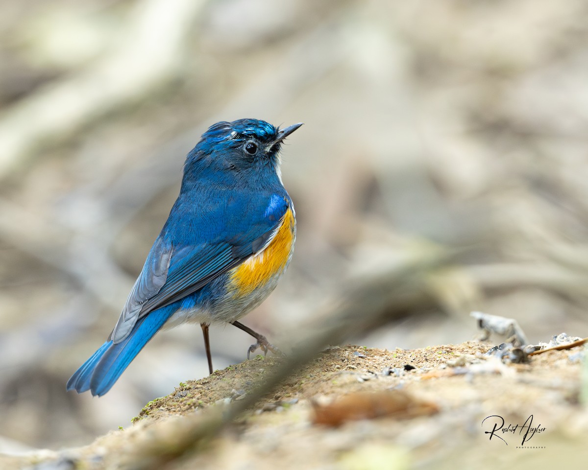 Himalayan Bluetail - ML613969635