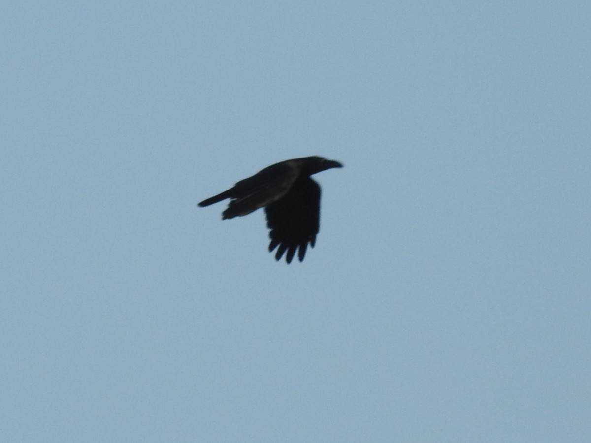Large-billed Crow - ML613969666