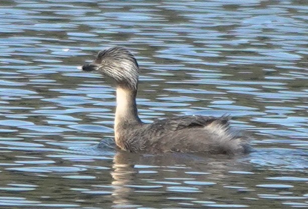 Hoary-headed Grebe - Matt Dufort