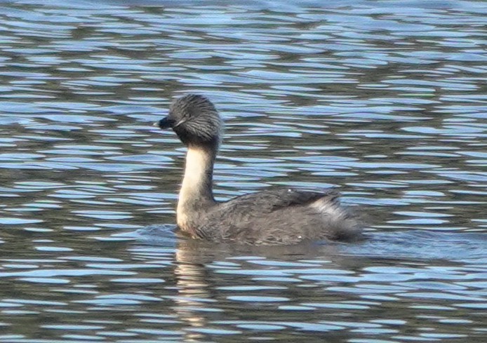 Hoary-headed Grebe - ML613969674