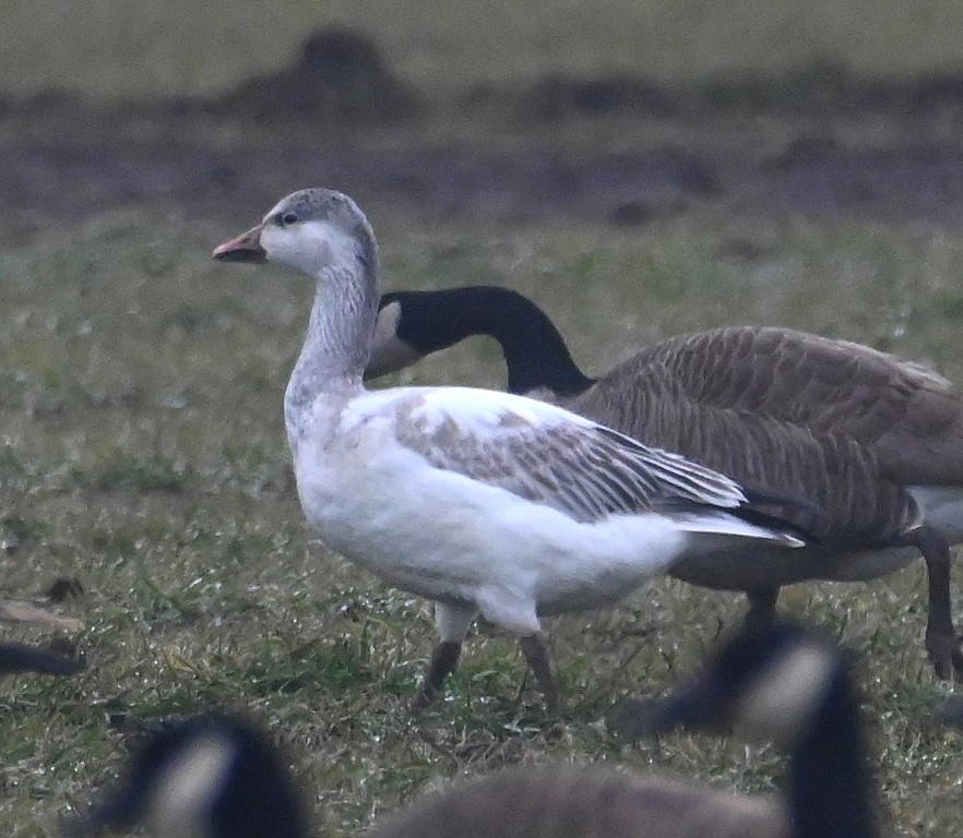 Snow Goose - ML613969754