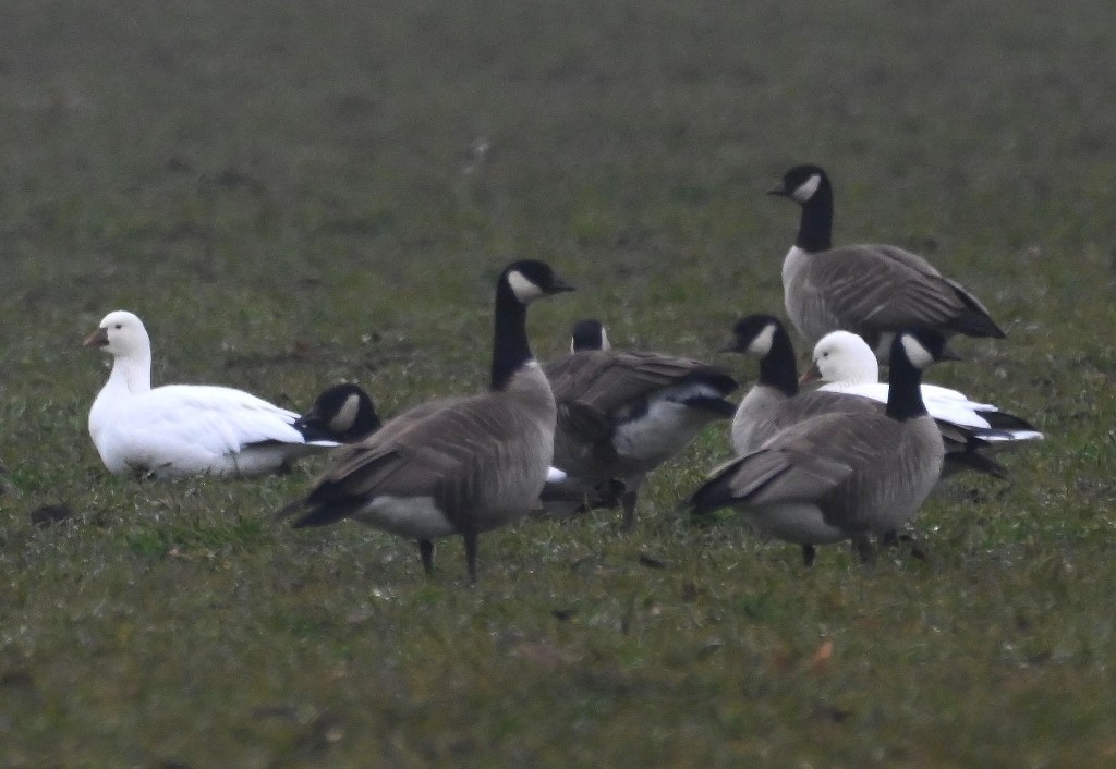 Ross's Goose - ML613969755