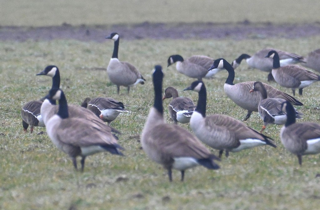 Greater White-fronted Goose - ML613969762