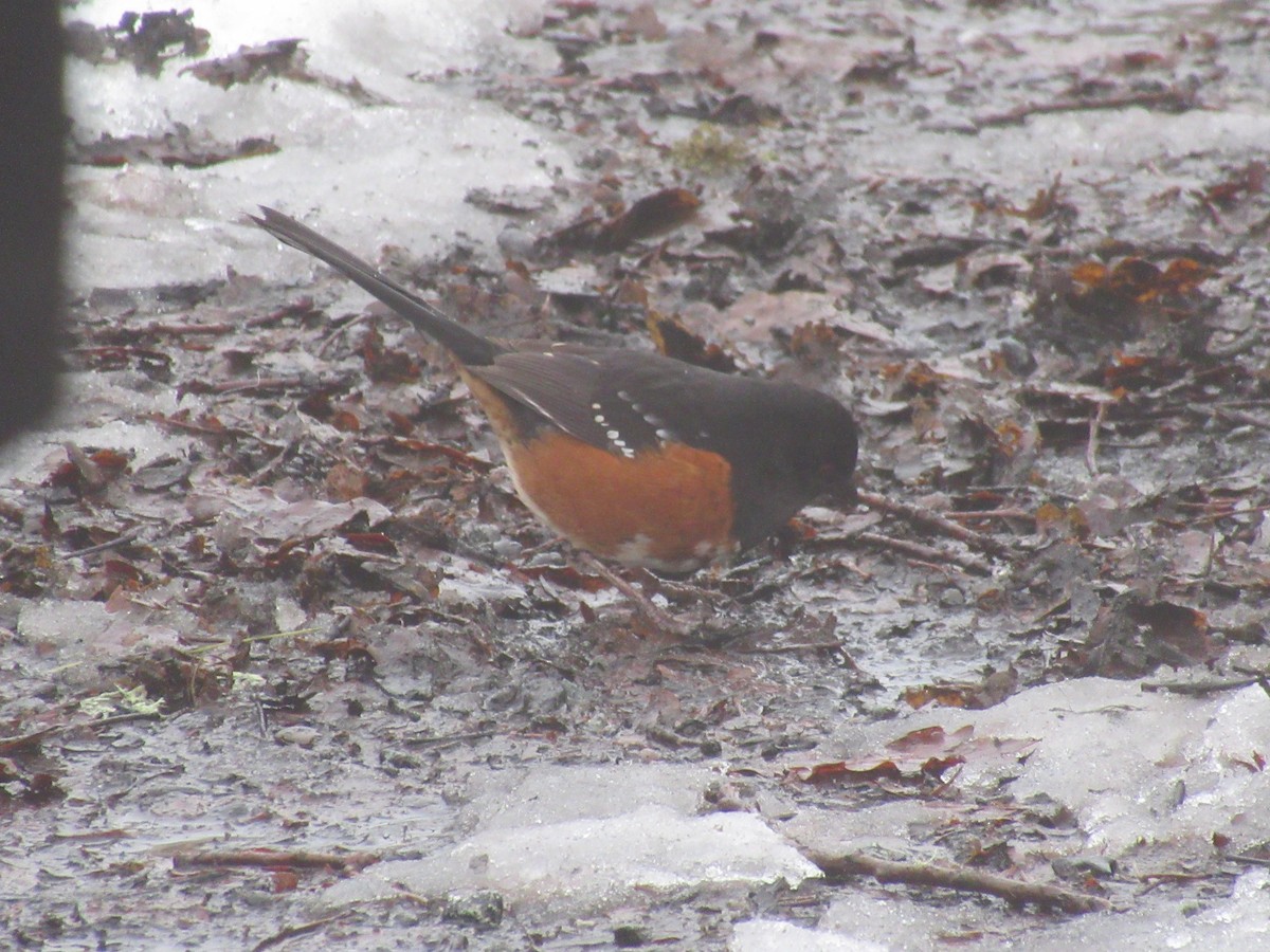 Spotted Towhee - ML613969789