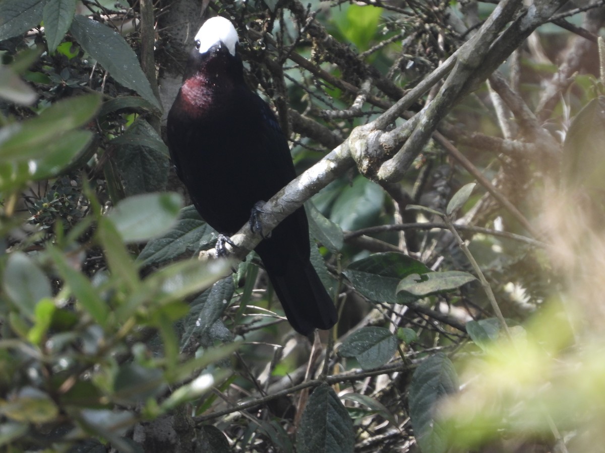 White-capped Tanager - ML613969824