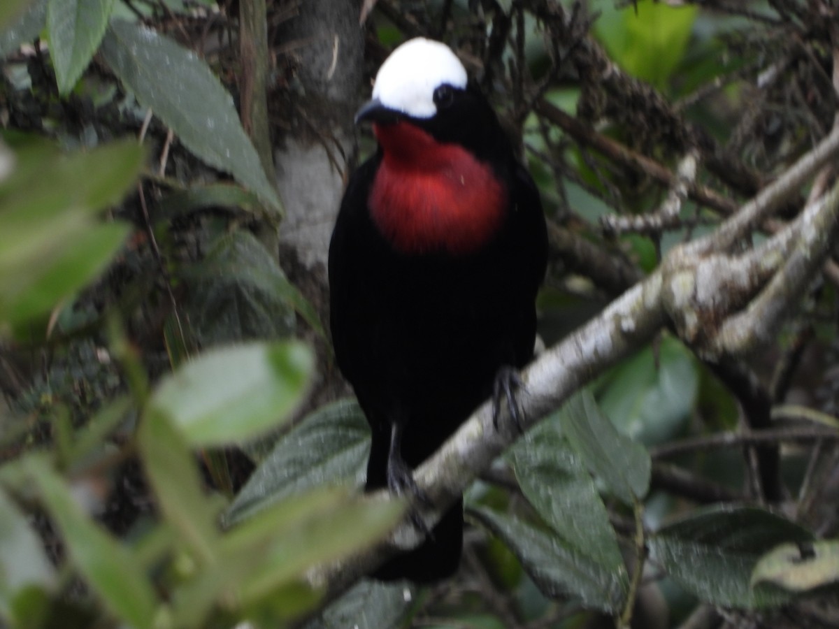 White-capped Tanager - ML613969826