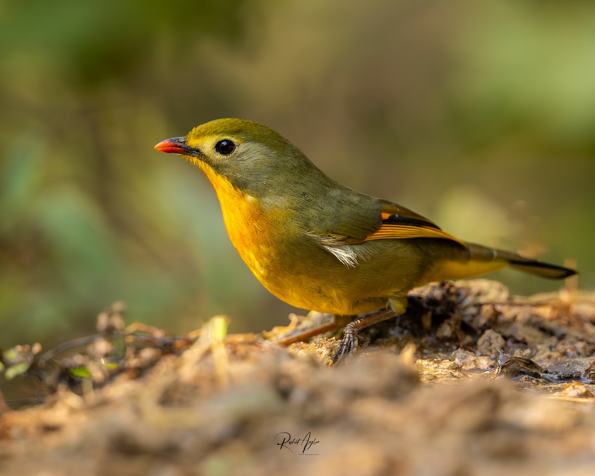 Red-billed Leiothrix - ML613969839