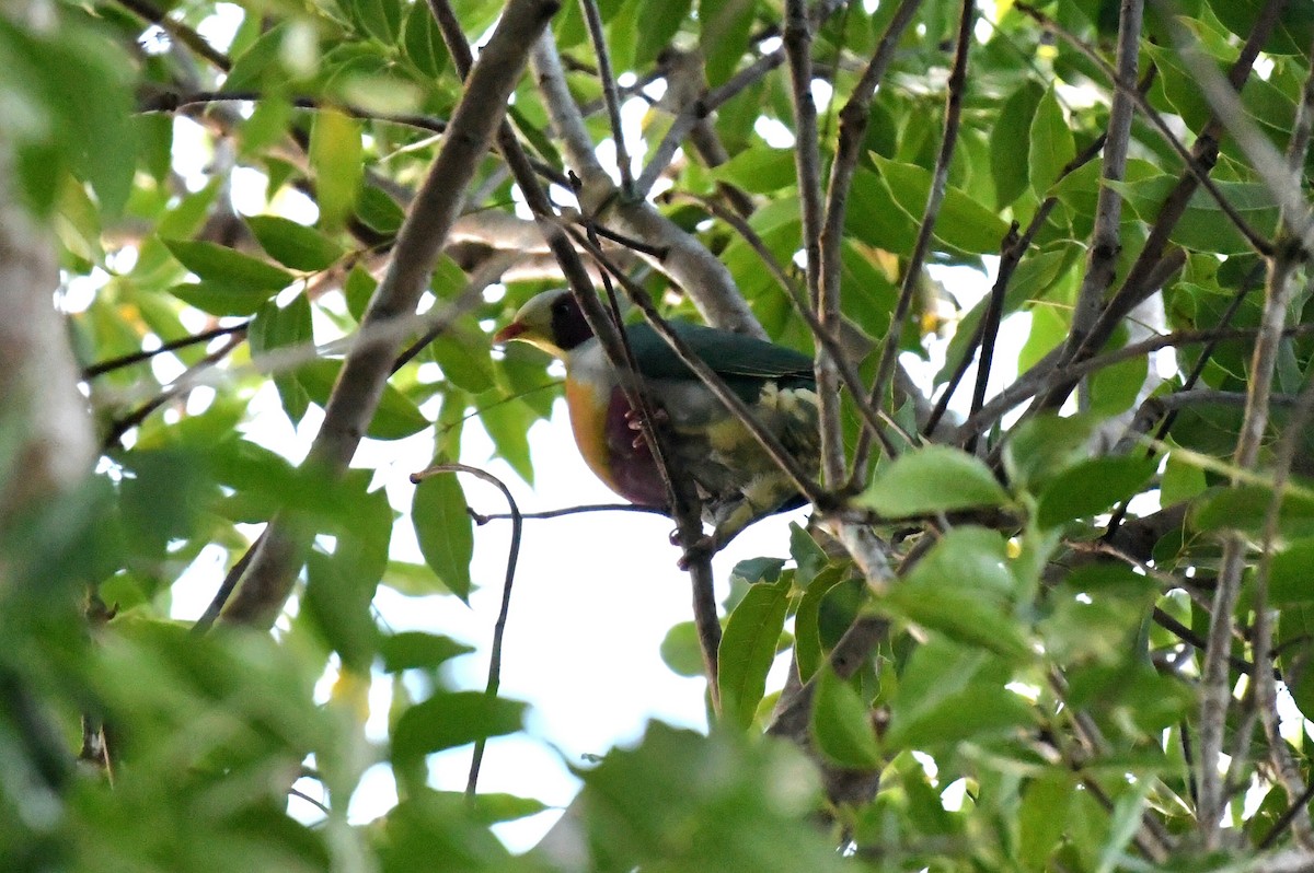 Yellow-breasted Fruit-Dove - ML613969849