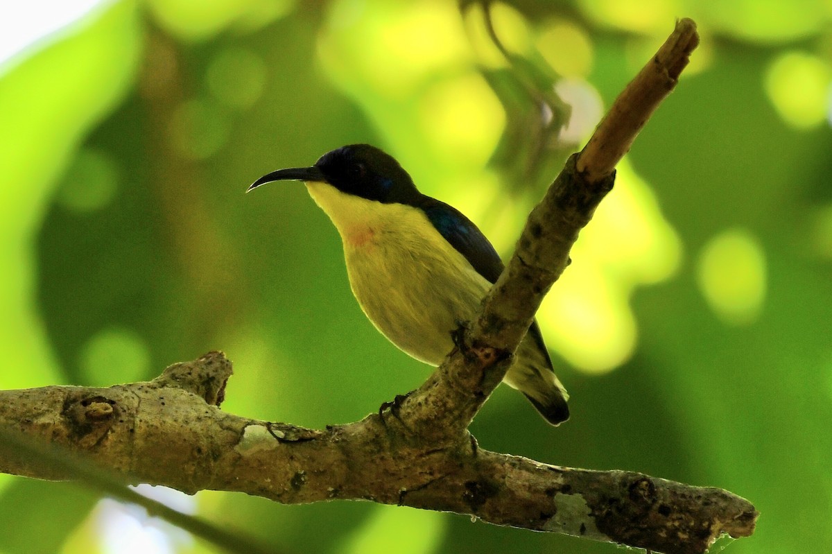 Glanzflügel-Nektarvogel (Boholnektarvogel) - ML613969857