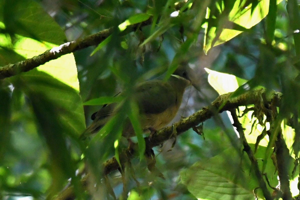 holub okrovohrdlý (ssp. brevirostris/occipitalis) - ML613969905