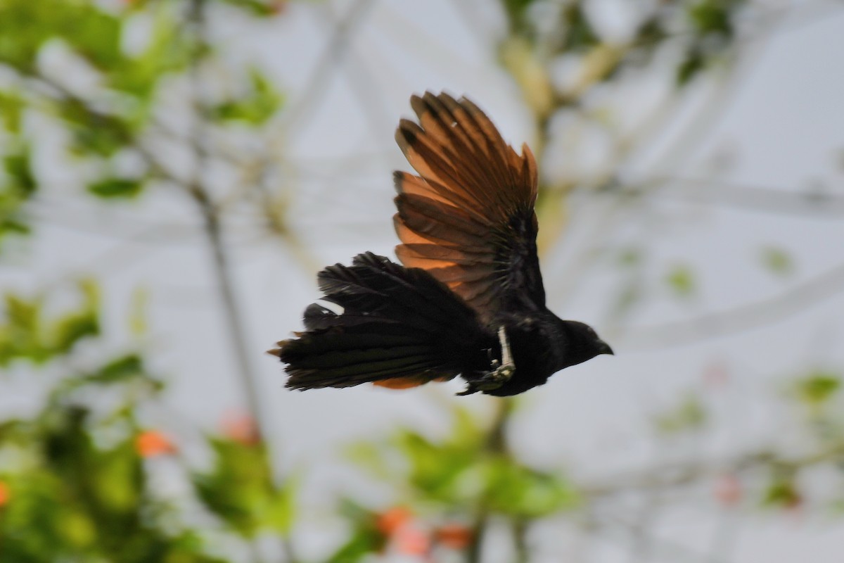 Philippine Coucal - ML613969906