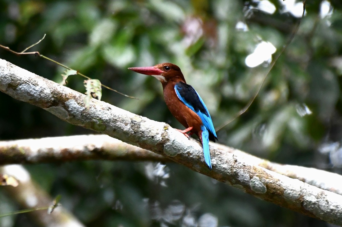 Brown-breasted Kingfisher - ML613969918