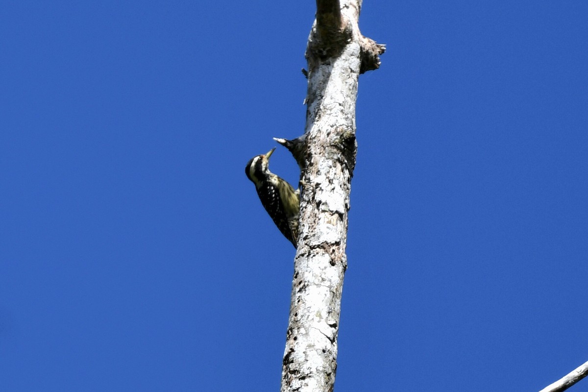 Philippine Pygmy Woodpecker - ML613969919