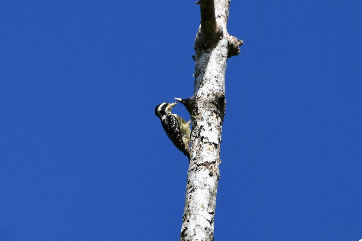 Philippine Pygmy Woodpecker - ML613969920