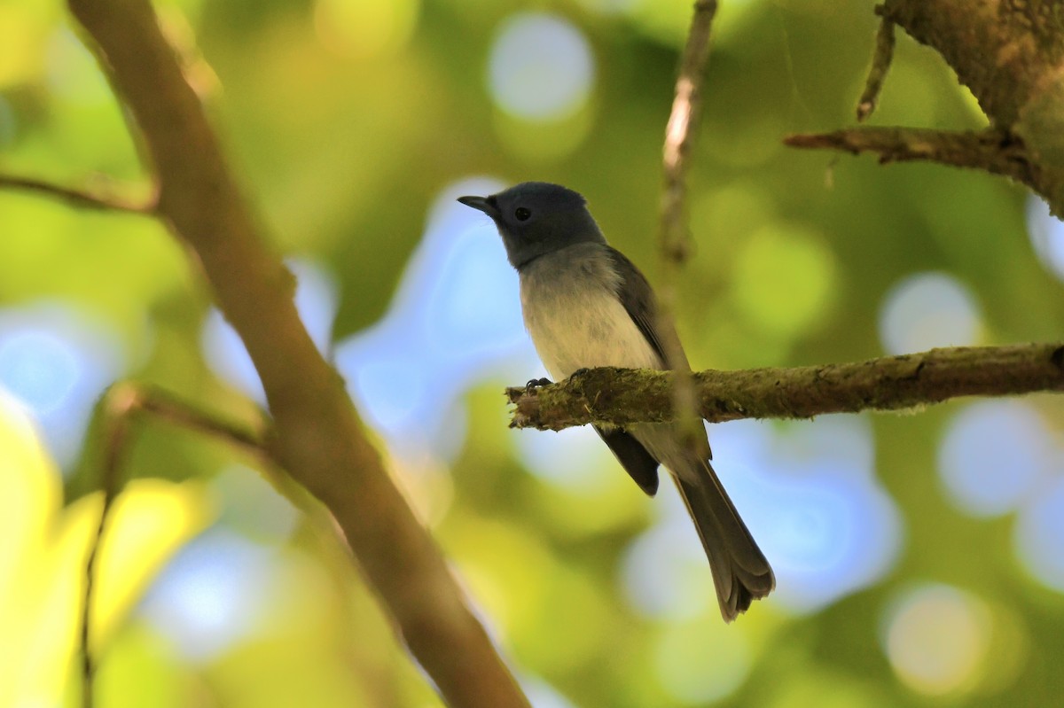 Black-naped Monarch - ML613969932