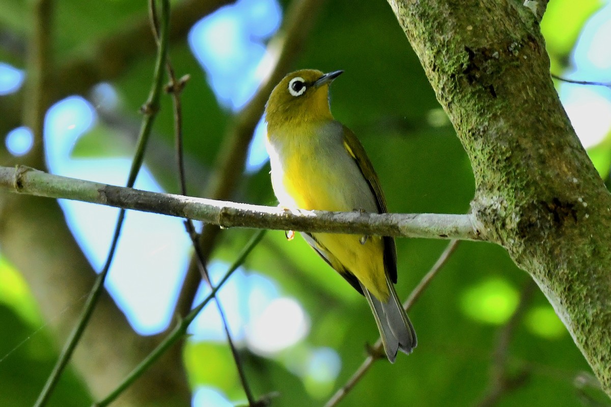 Everett's White-eye - ML613969935