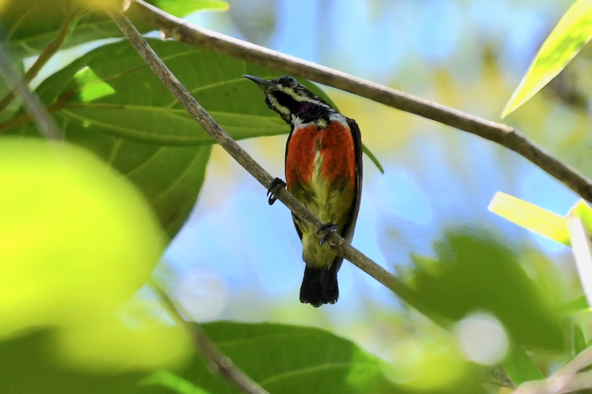 Purple-throated Sunbird - ML613969941