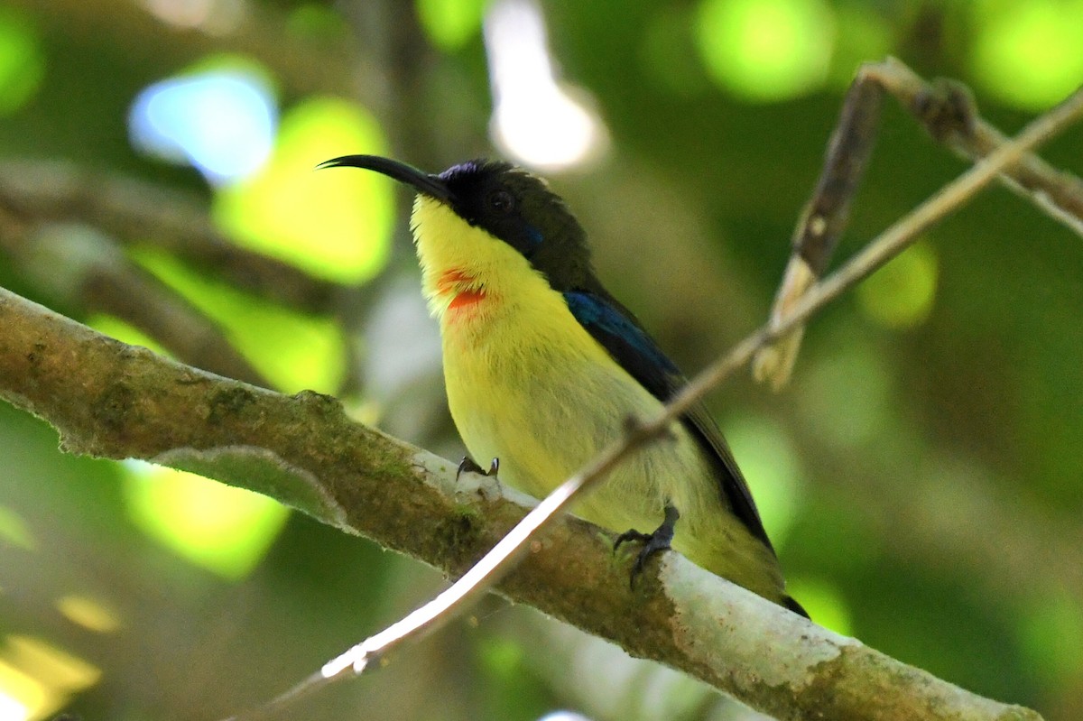 Glanzflügel-Nektarvogel (Boholnektarvogel) - ML613969945