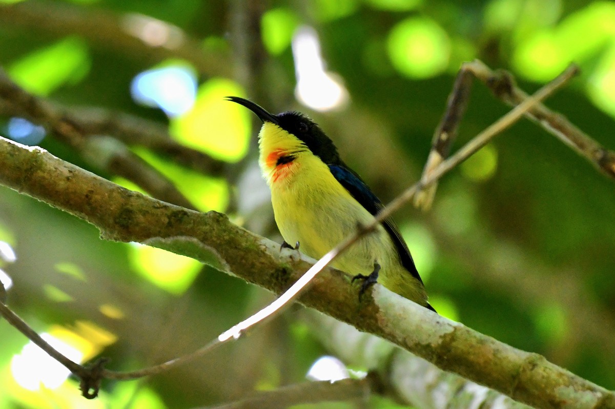 Glanzflügel-Nektarvogel (Boholnektarvogel) - ML613969946