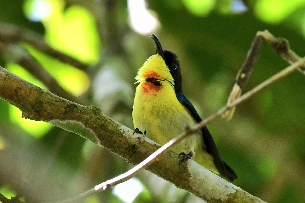 Glanzflügel-Nektarvogel (Boholnektarvogel) - ML613969947