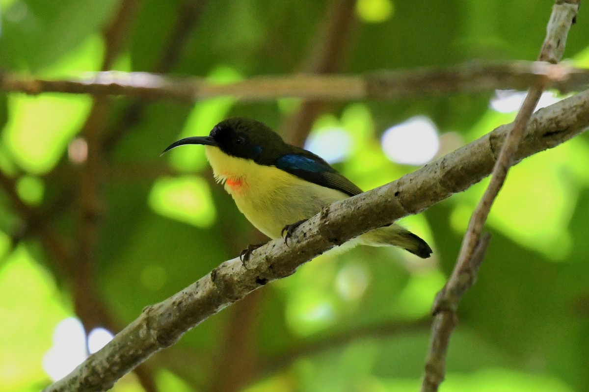 Glanzflügel-Nektarvogel (Boholnektarvogel) - ML613969954