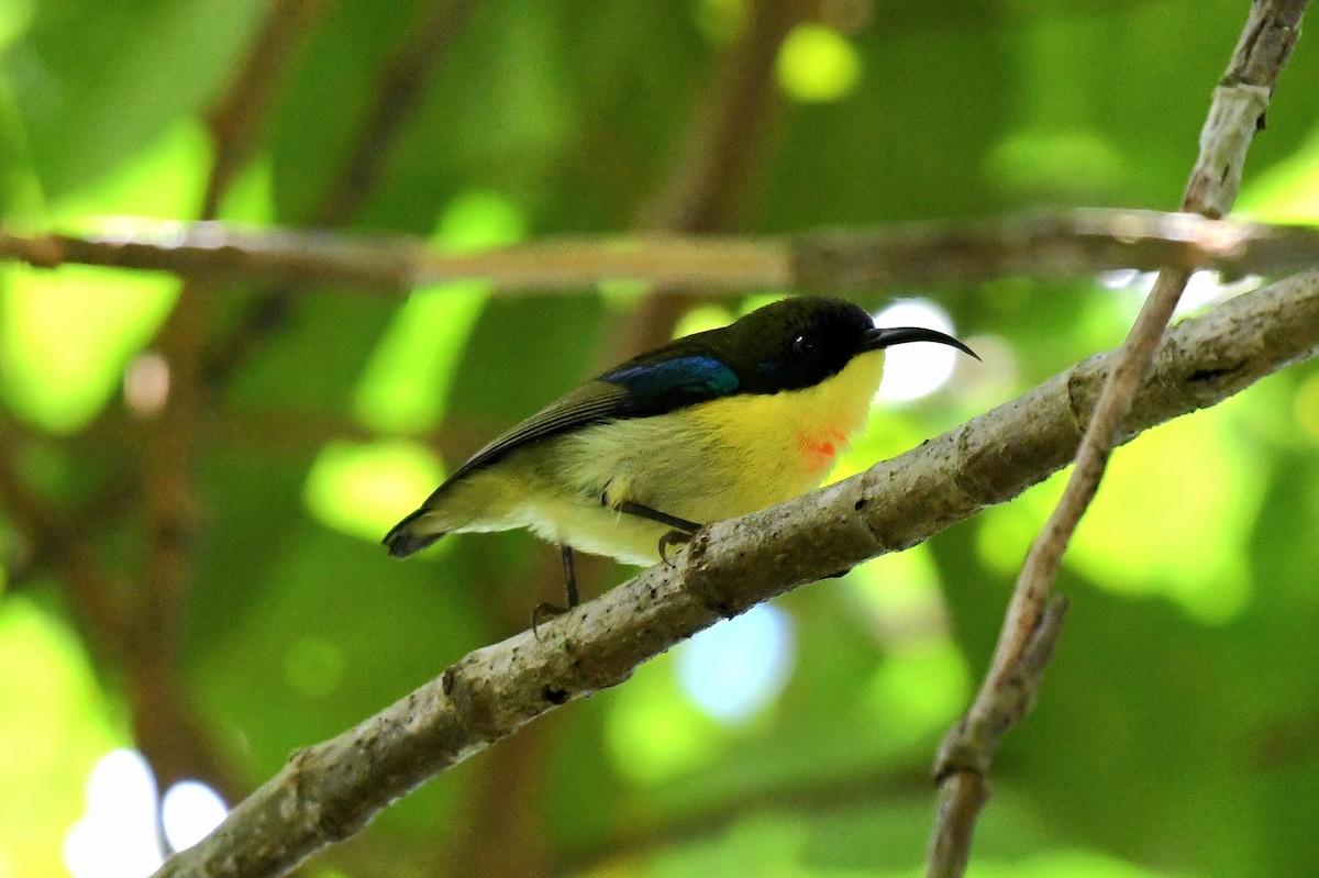 Glanzflügel-Nektarvogel (Boholnektarvogel) - ML613969956