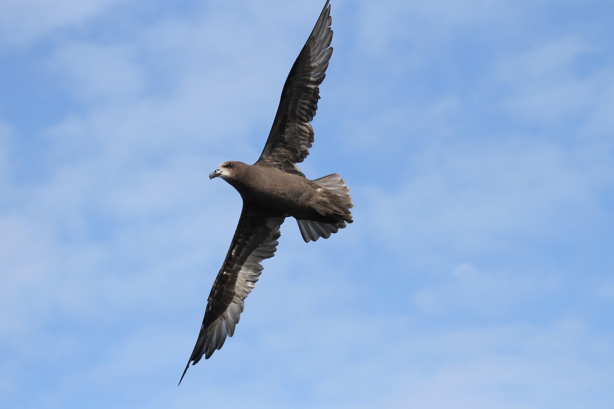 Gray-faced Petrel - ML613969984