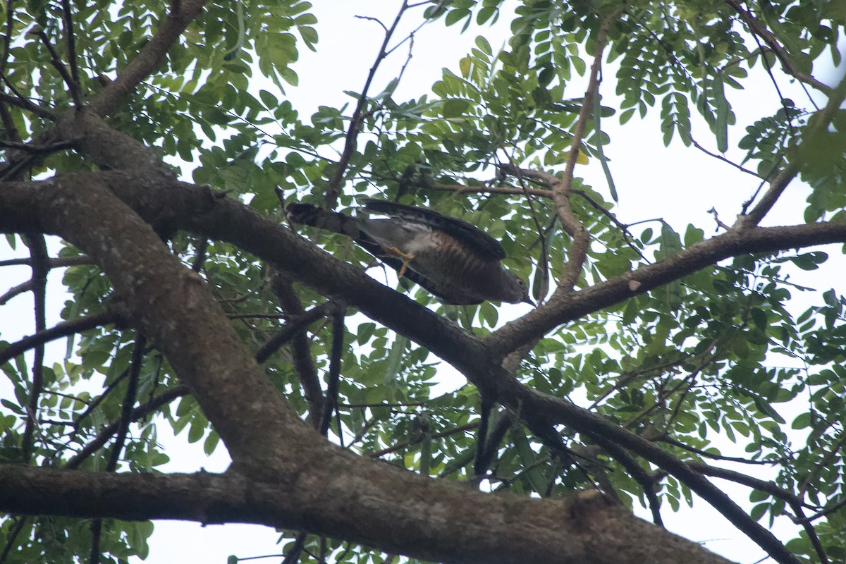 Common Hawk-Cuckoo - ML613970001