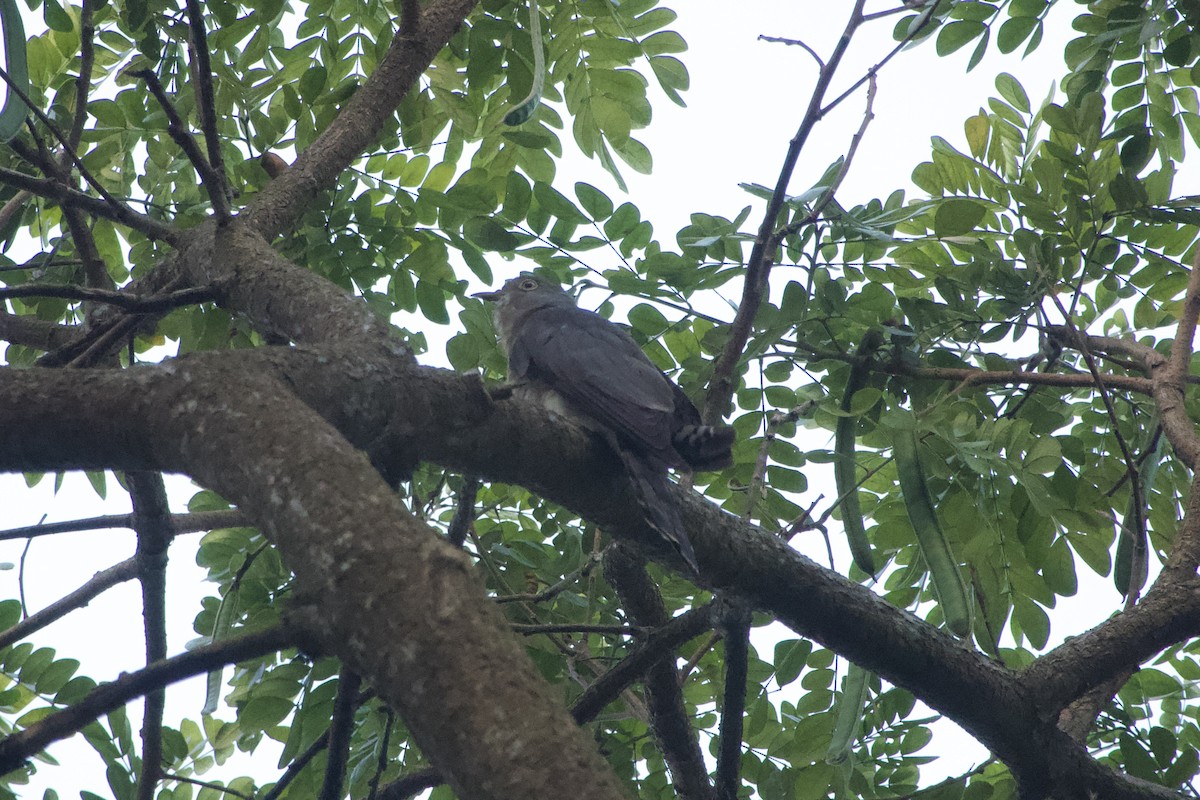 Common Hawk-Cuckoo - GARY DOUGLAS