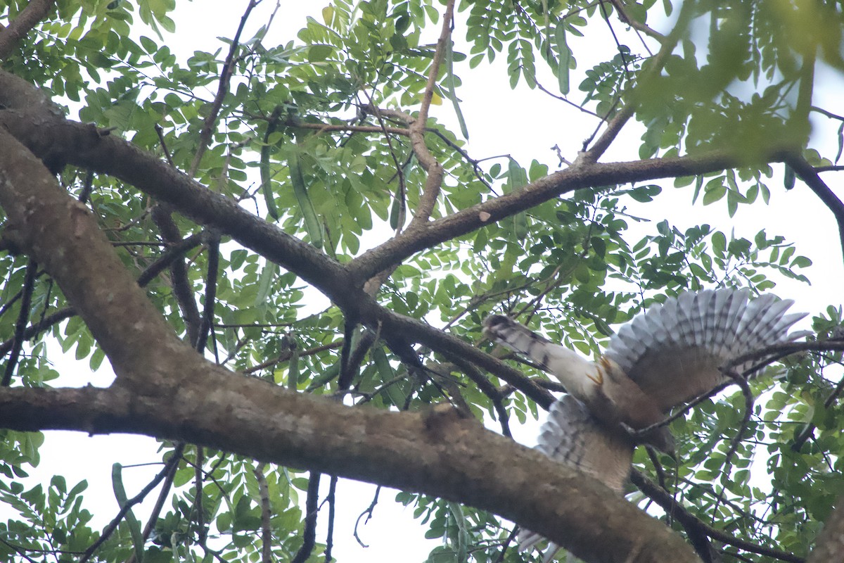 Common Hawk-Cuckoo - GARY DOUGLAS