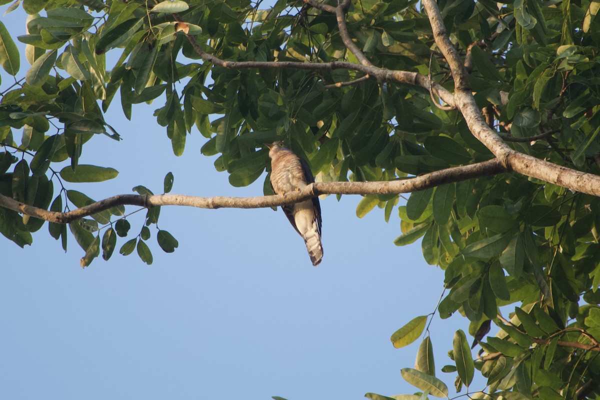 Common Hawk-Cuckoo - GARY DOUGLAS