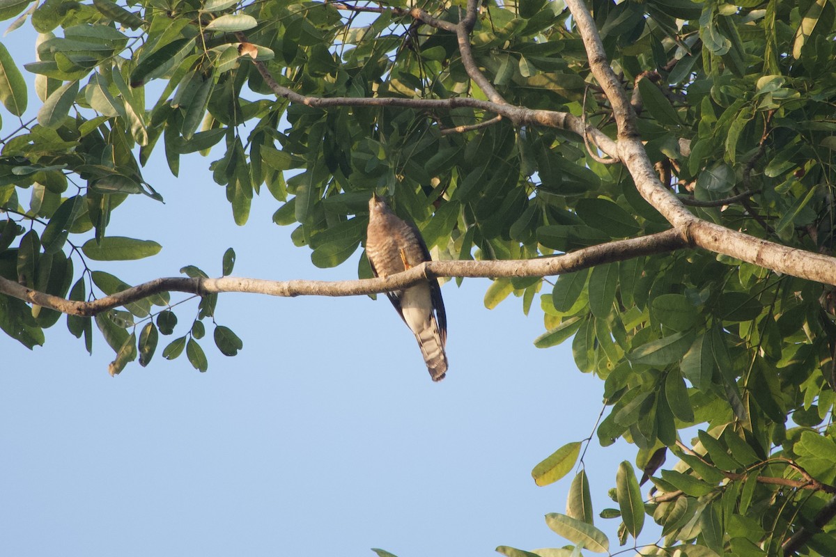 Common Hawk-Cuckoo - GARY DOUGLAS