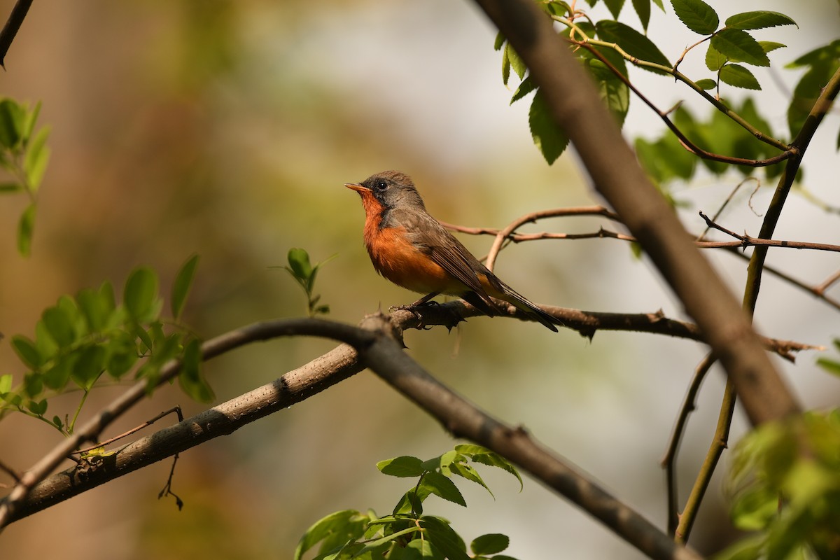 Kashmir Flycatcher - ML613970017