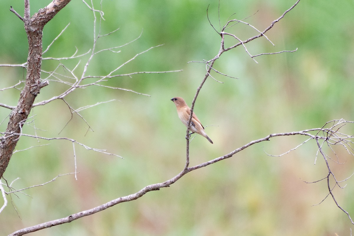 Scaly-breasted Munia - ML613970035