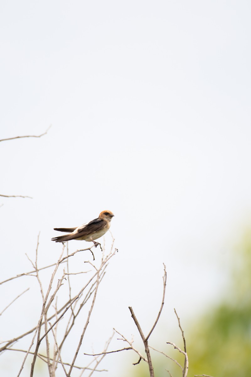 Golondrina Ariel - ML613970053