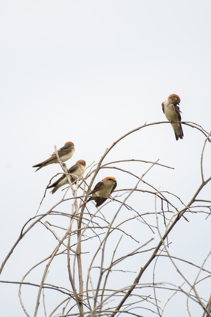 Golondrina Ariel - ML613970054