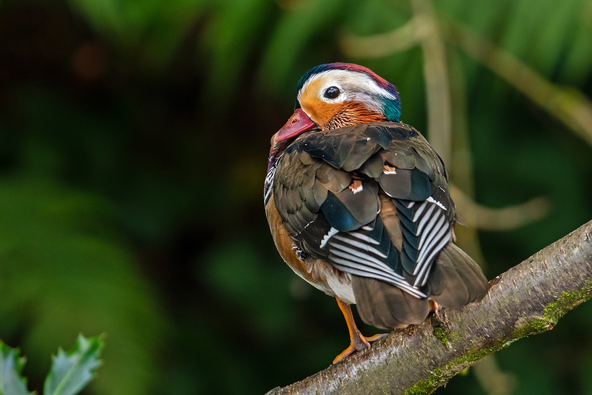 Mandarin Duck - Aseem Kothiala