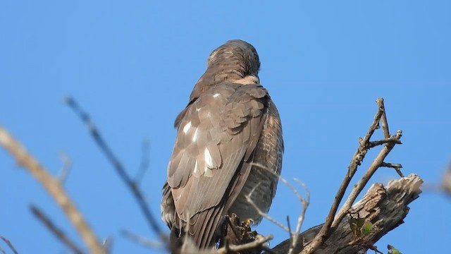 Gavilán Chikra - ML613970071