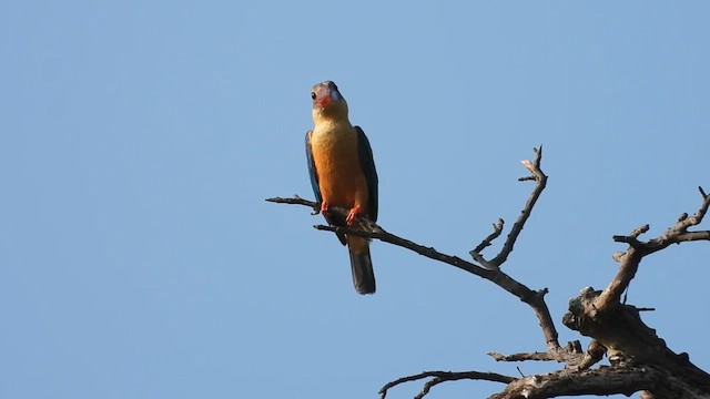 Stork-billed Kingfisher - ML613970076