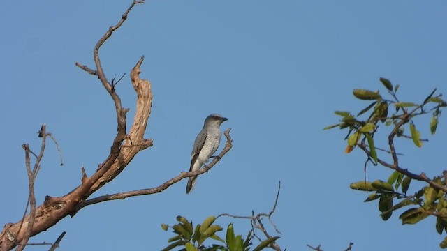 Large Cuckooshrike - ML613970085