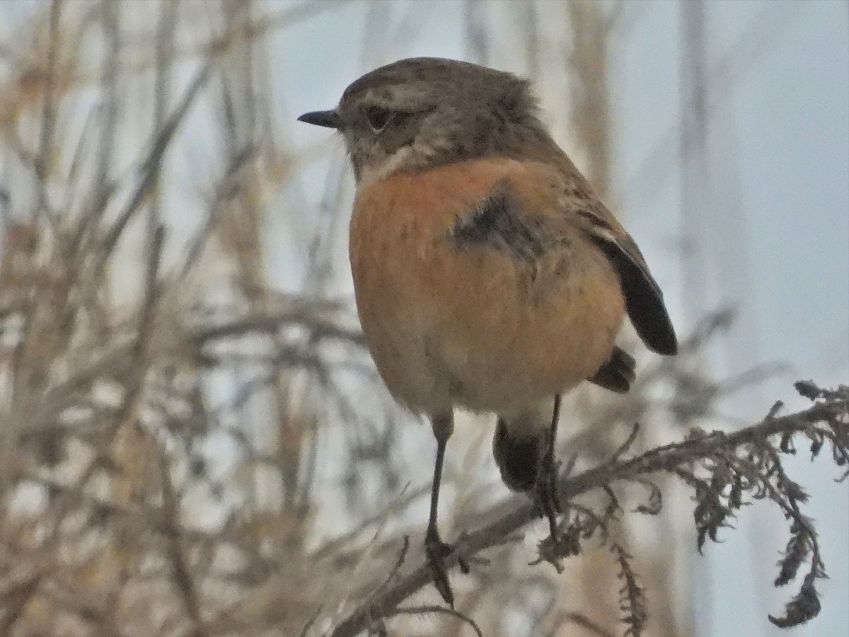 European Stonechat - ML613970138