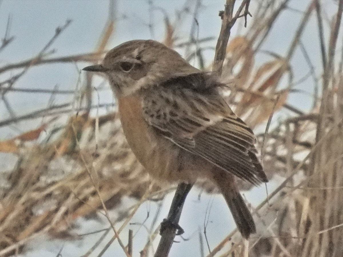 European Stonechat - ML613970139