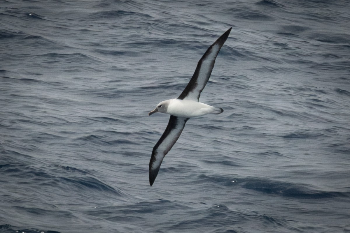 Gray-headed Albatross - ML613970166