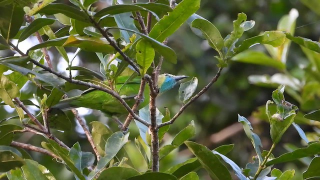 Jerdon's Leafbird - ML613970174