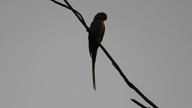 Alexandrine Parakeet - ML613970188